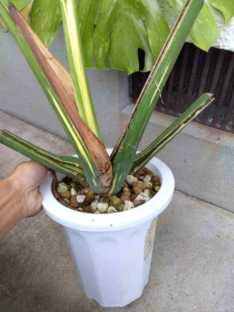 モンステラ　イエローモンスター　斑入り　７号鉢つき　巨大葉❗　④