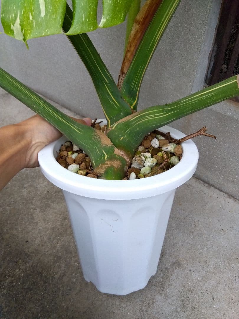 モンステラ　イエローモンスター　斑入り　７号鉢つき　巨大葉❗　④