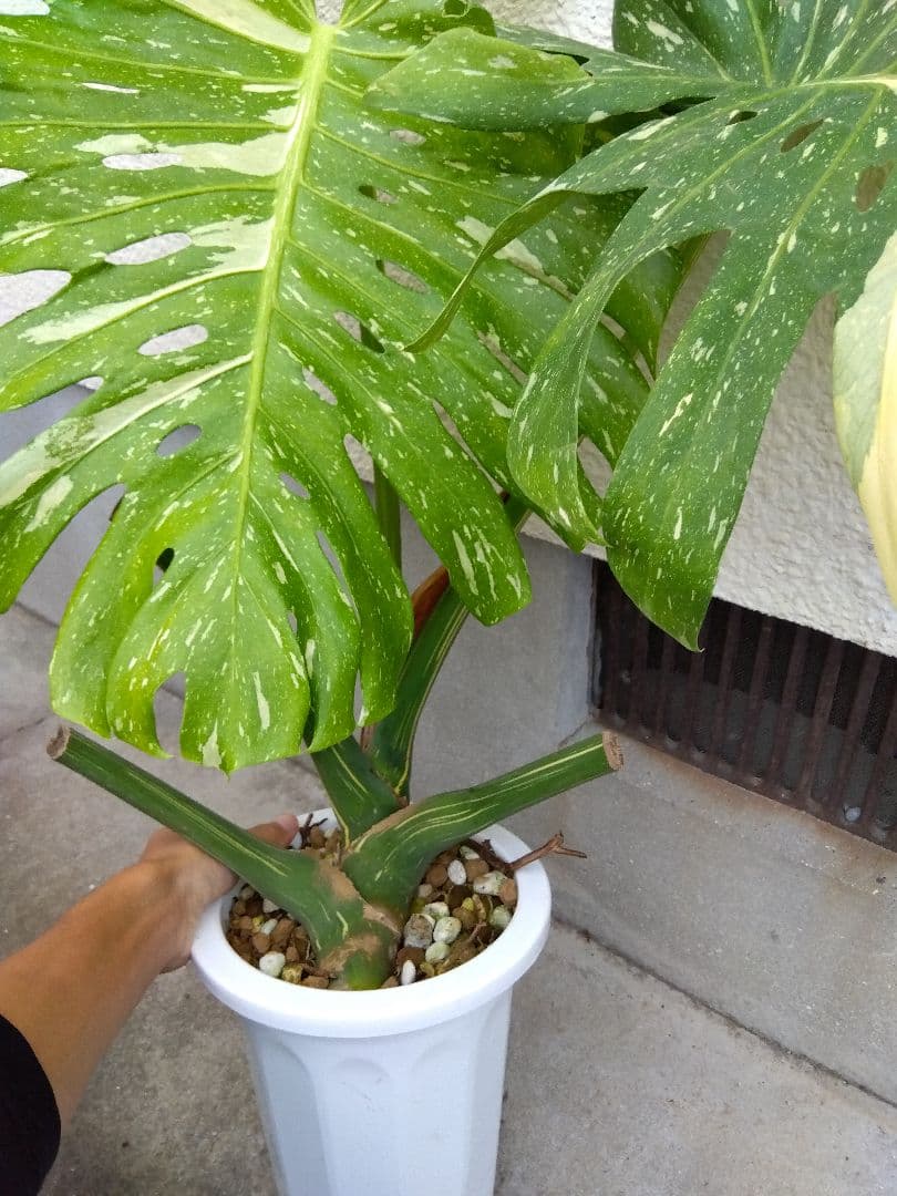モンステラ　イエローモンスター　斑入り　７号鉢つき　巨大葉❗　④