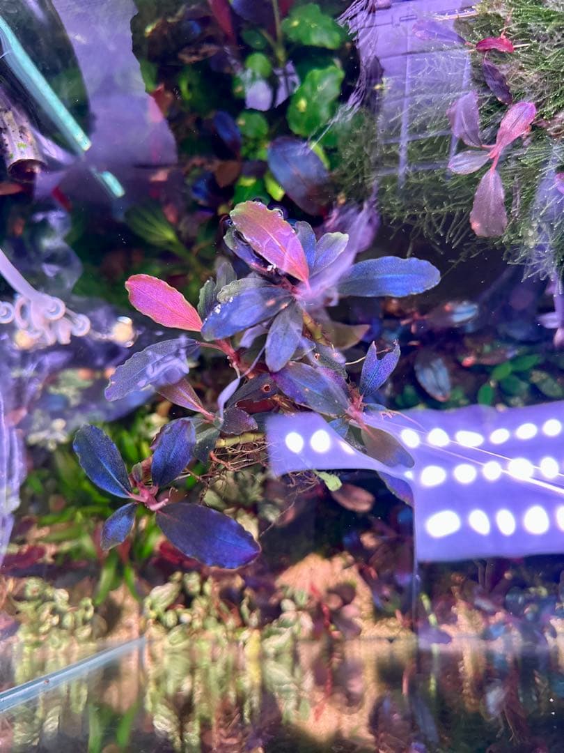 ブセファランドラｓｐ.Mysteriour Moonlight 大株