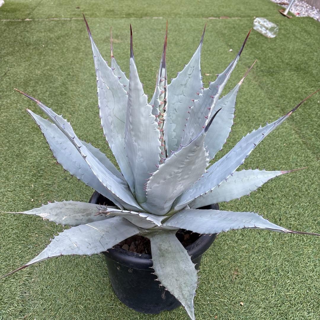 アガベ　パリー