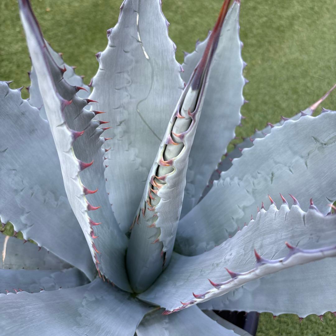 アガベ　パリー