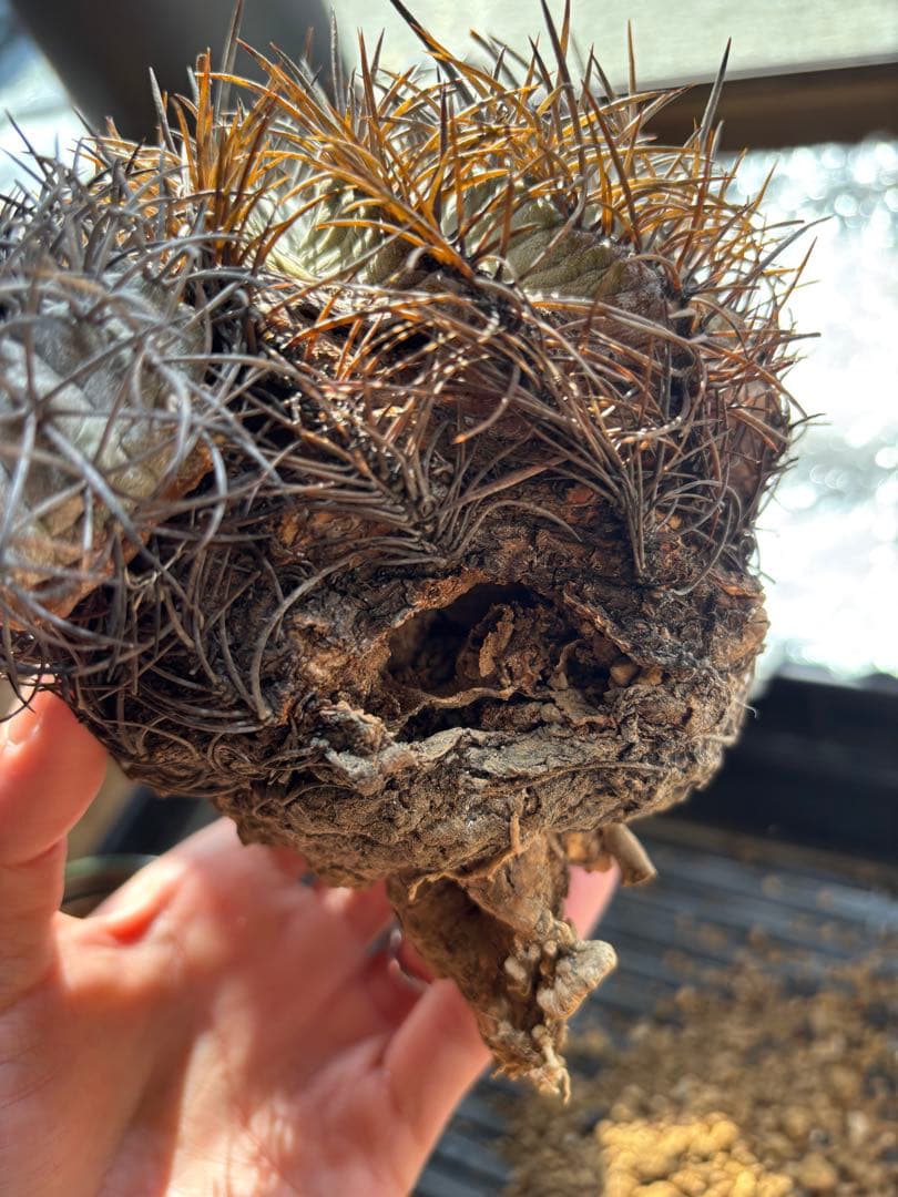 コピアポア グリセオビオラセア 栗星玉 山木 大株