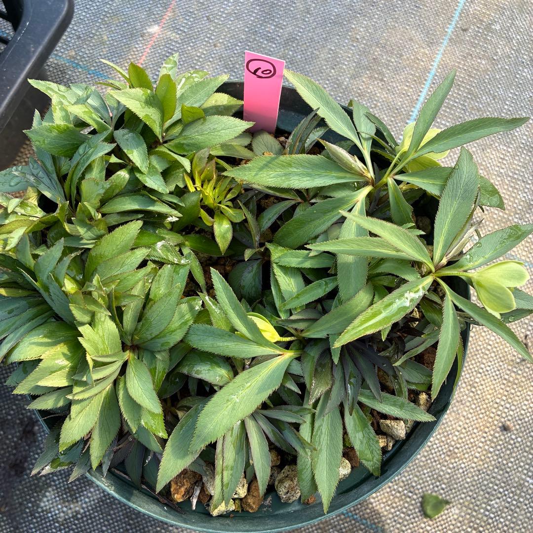 ⑩クリスマスローズ　原種　デュメトラム　６寸