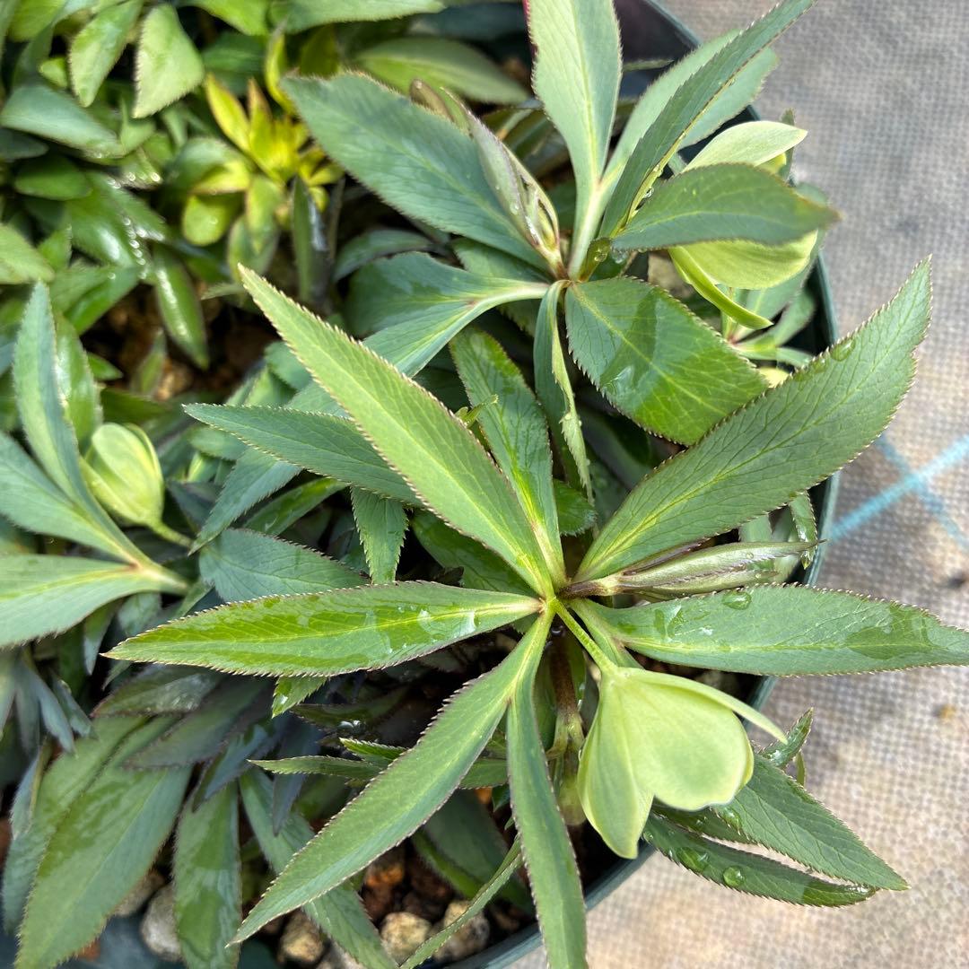 ⑩クリスマスローズ　原種　デュメトラム　６寸