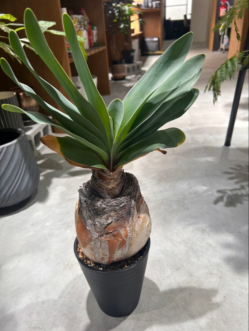 ブーファン　ハエマンソイデス