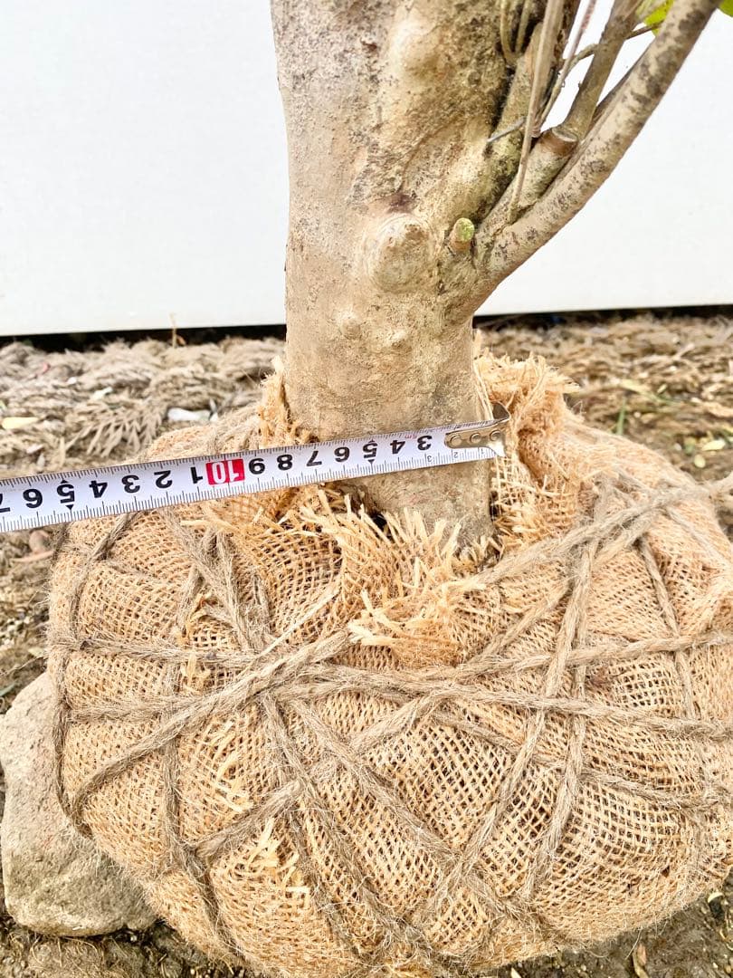 山採りドウダンツツジ　白花/816