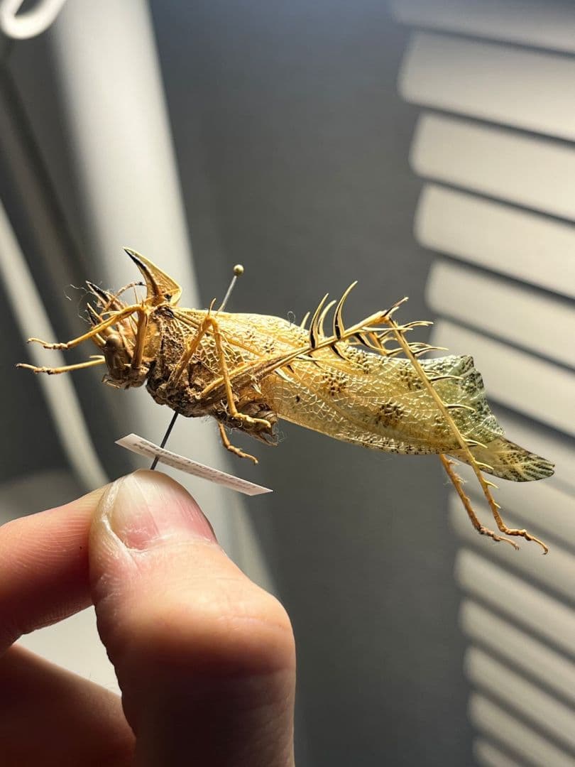 サルオガセギスキリギリスカマドウマバッタ直翅類コロギスリオックカマキリ標本