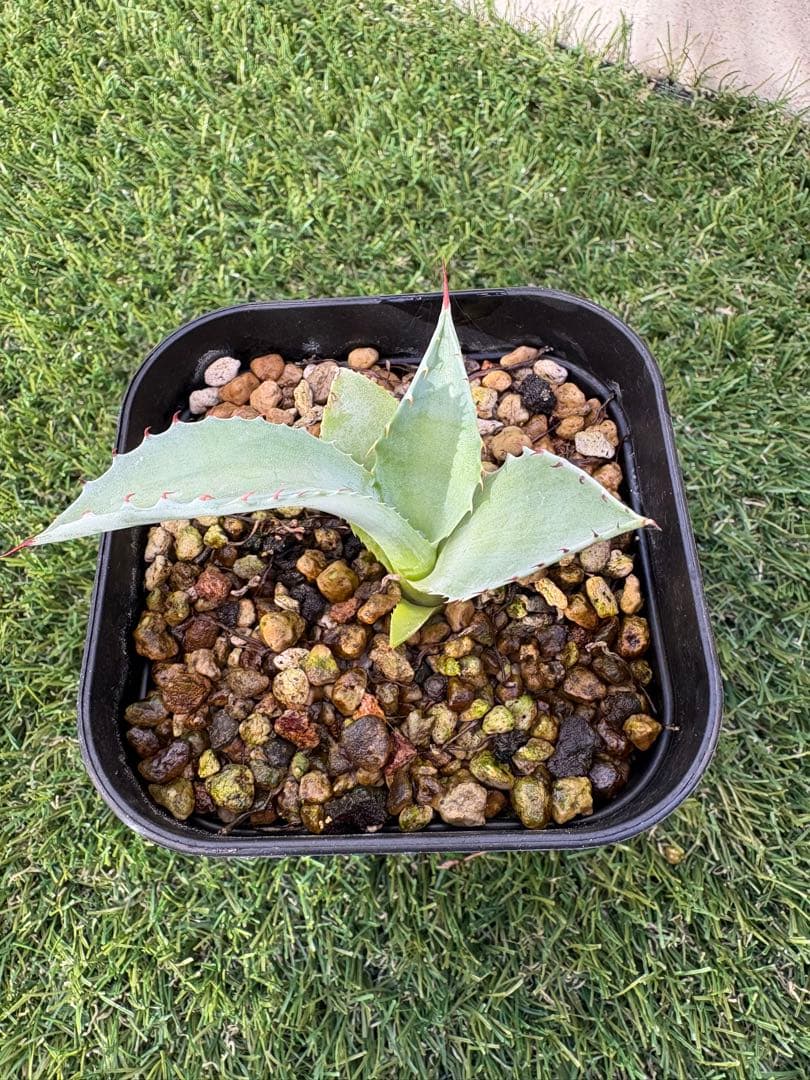 アガベ パライシ　パライシ　イシスメンシスハイブリッド子株