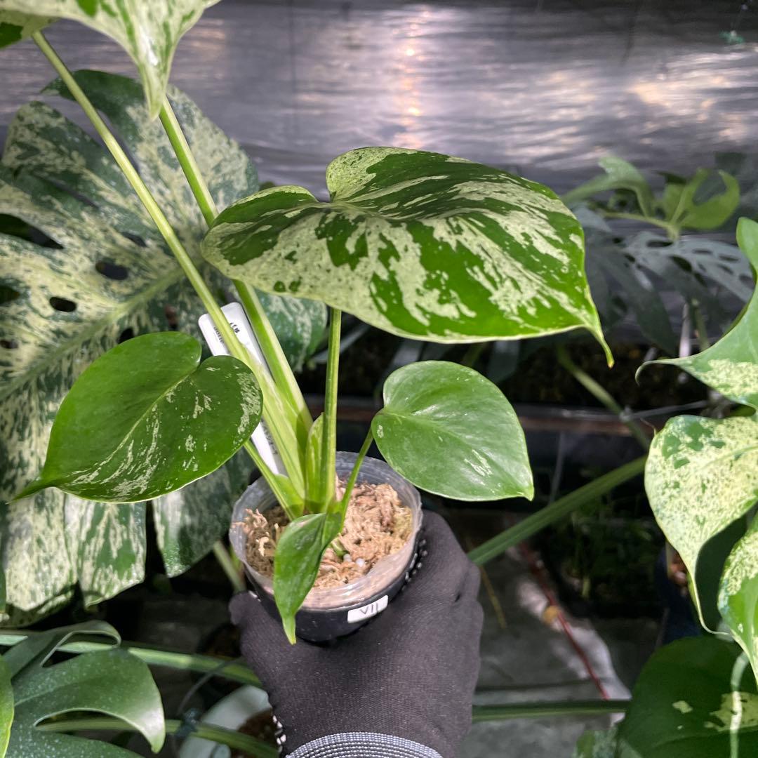 V11 モンステラ　デリシオーサ　ベトシオーサ　セレクトエディション斑入り