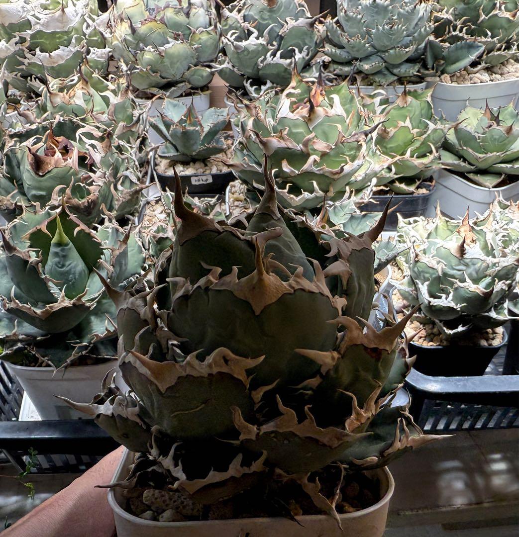 アガベ オテロイFo076 ノーネーム 白刺 チタノタ