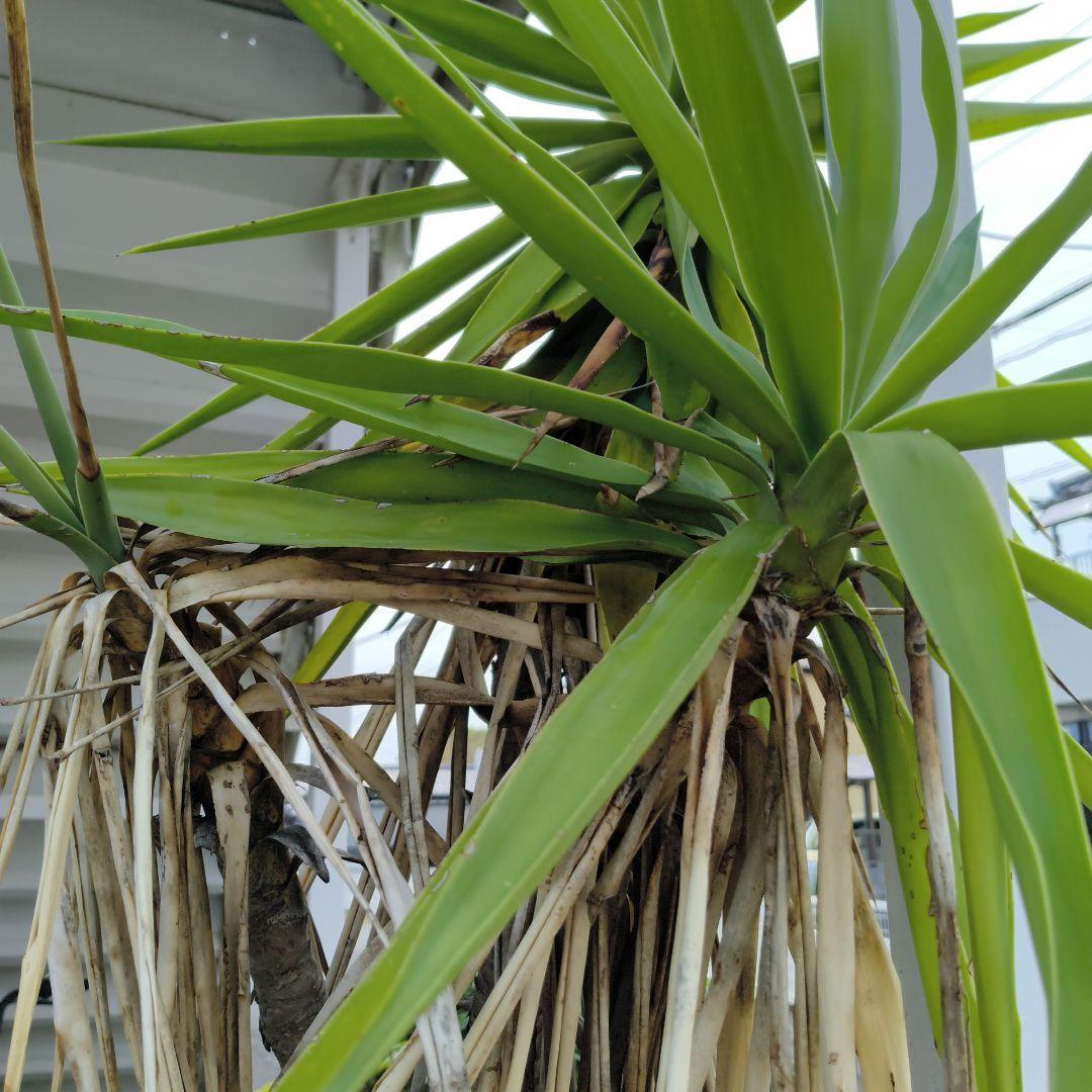 ユッカ　青年の樹　葉植物 白い花付き　見事な花咲き　開運　幸運　幸せ