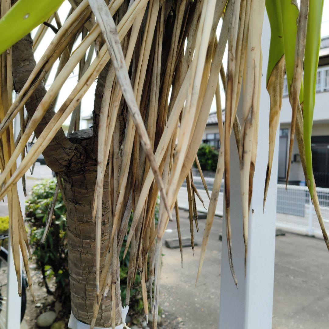 ユッカ　青年の樹　葉植物 白い花付き　見事な花咲き　開運　幸運　幸せ