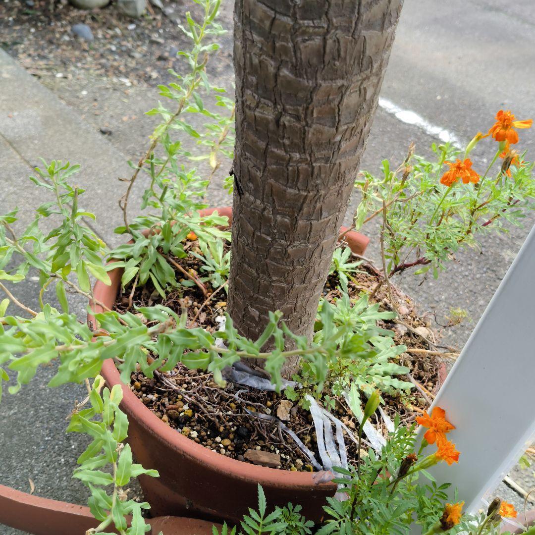 ユッカ　青年の樹　葉植物 白い花付き　見事な花咲き　開運　幸運　幸せ
