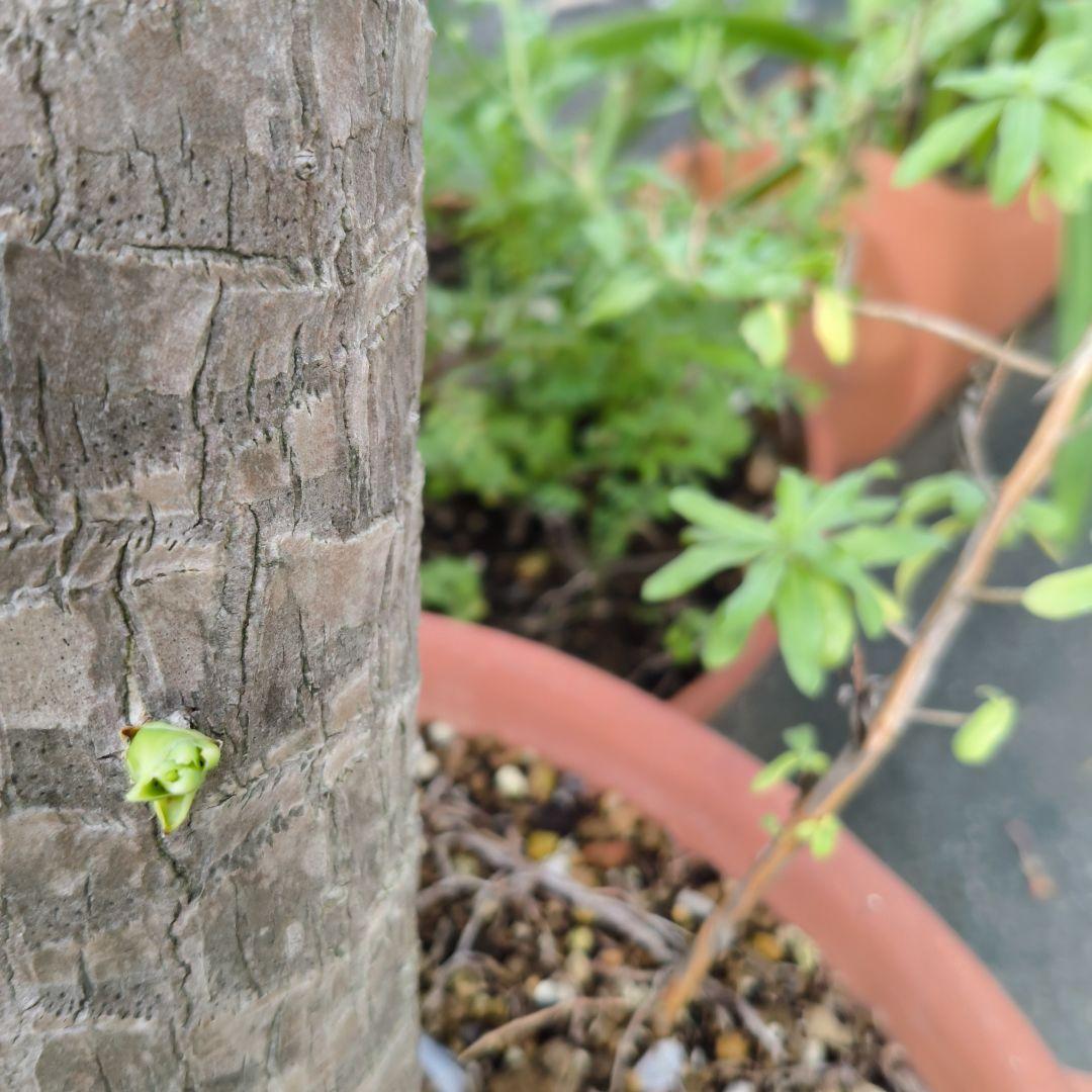 ユッカ　青年の樹　葉植物 白い花付き　見事な花咲き　開運　幸運　幸せ