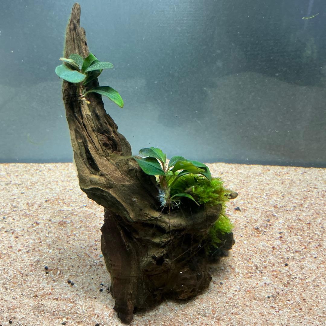 【第四種郵便】ジャイアント南米モス活着ティア付流木12cmとピンナ流木