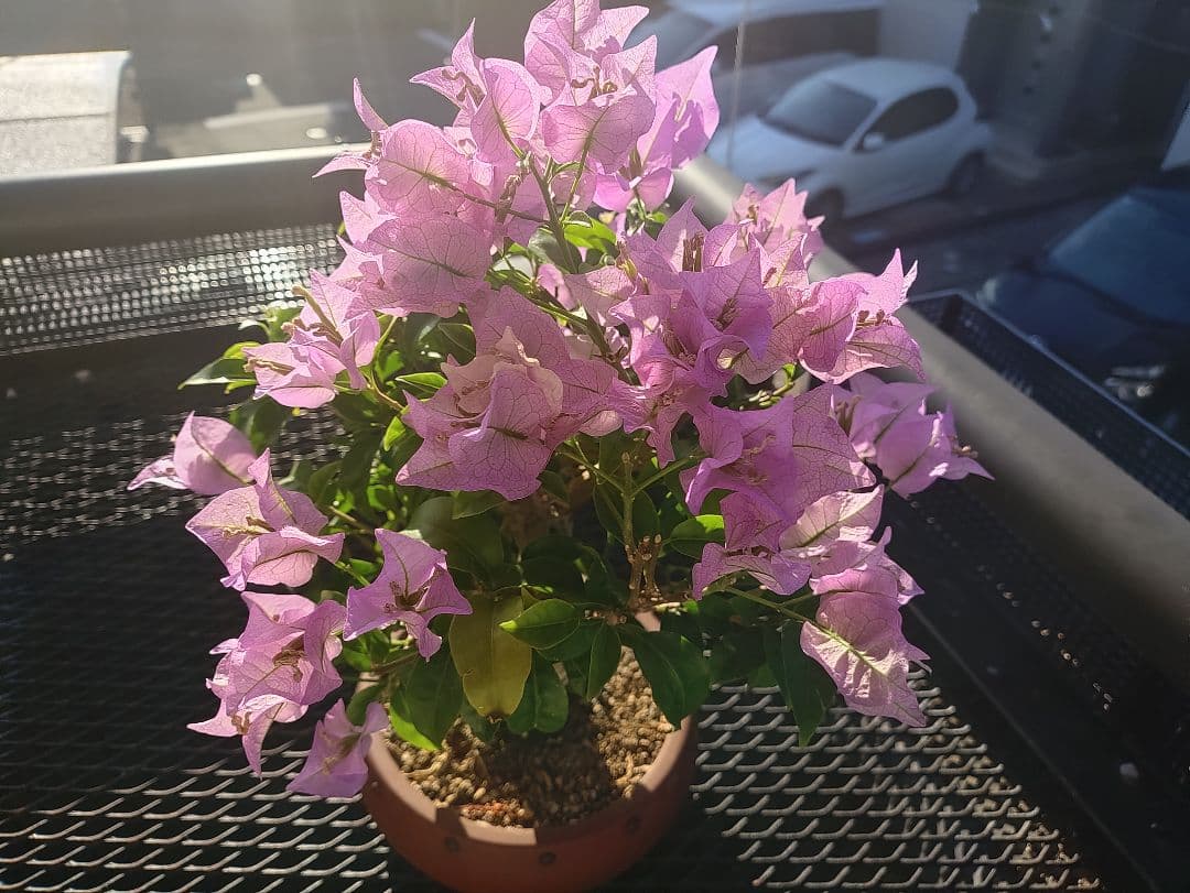 専用 沖縄産 ブーゲンビリア盆栽 メルカリ便