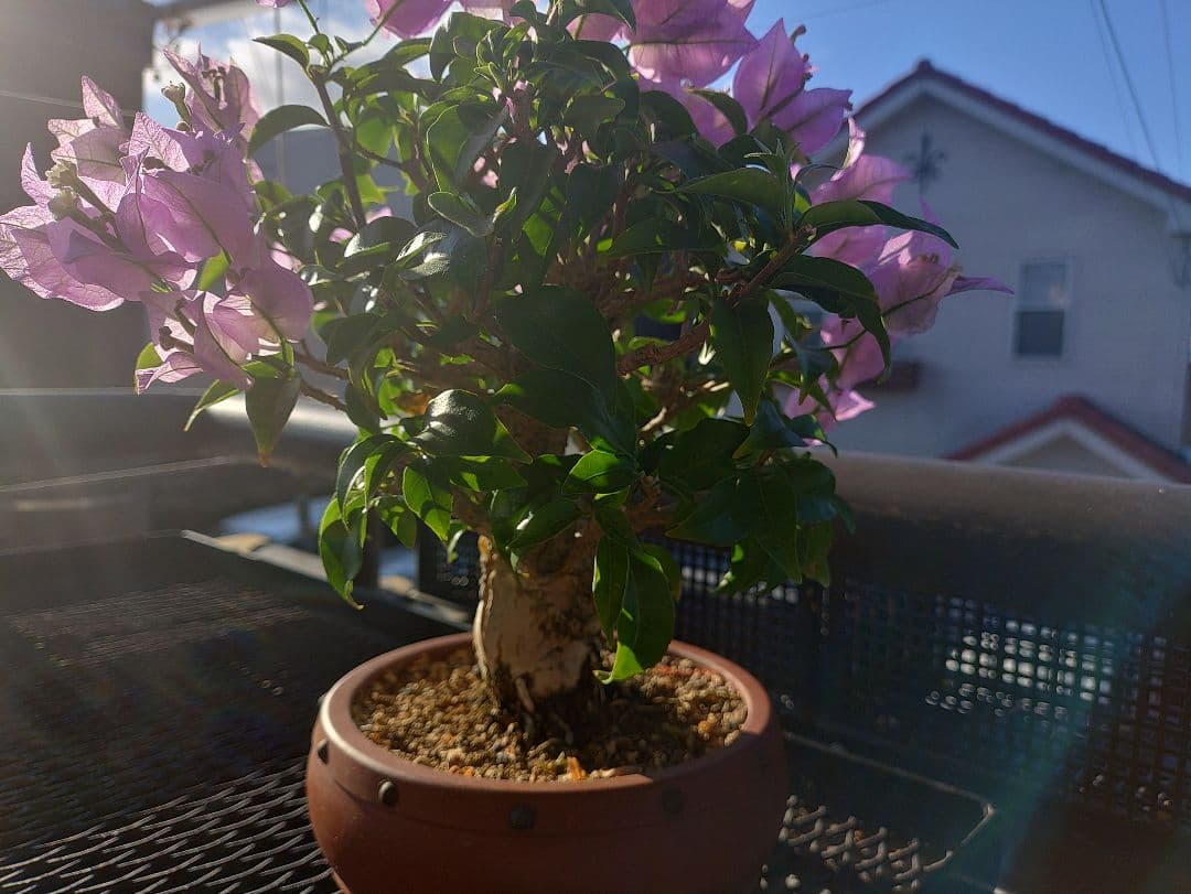専用 沖縄産 ブーゲンビリア盆栽 メルカリ便