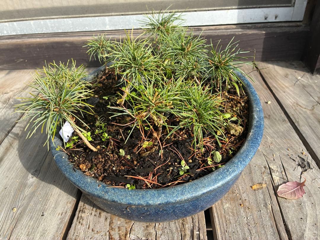 14本セット ★盆栽★ 赤石五葉松　 E-5 ★愛媛県より発送★