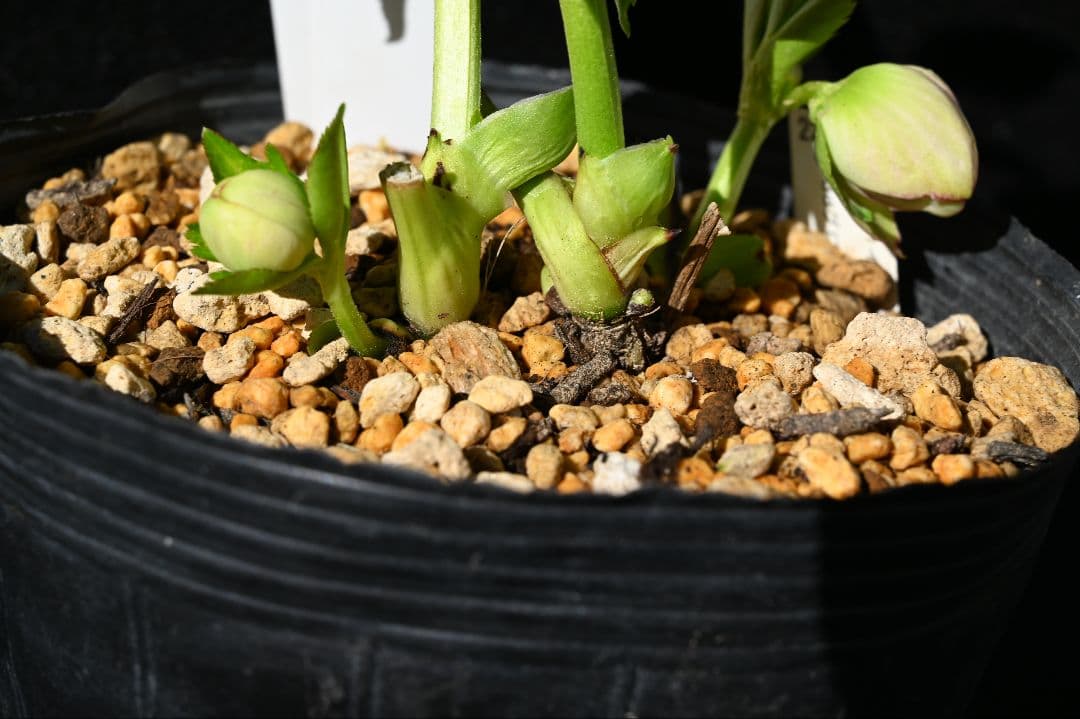 クリスマスローズ　珍品！！　認定グロッシープリマヴェーラ　加藤農園