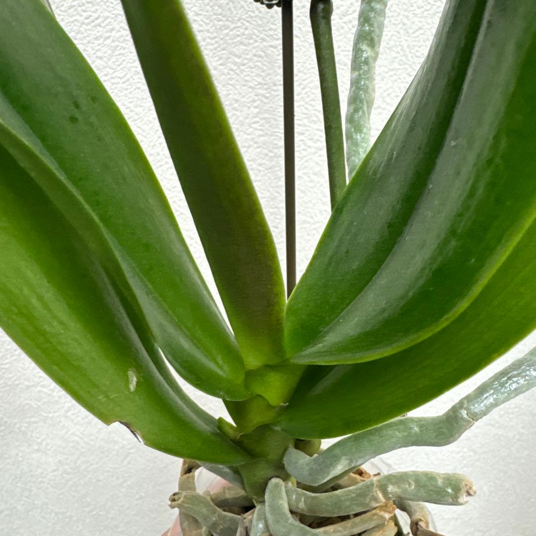 洋ラン洋蘭胡蝶蘭交配種コチョウラン Phal.Rea レア