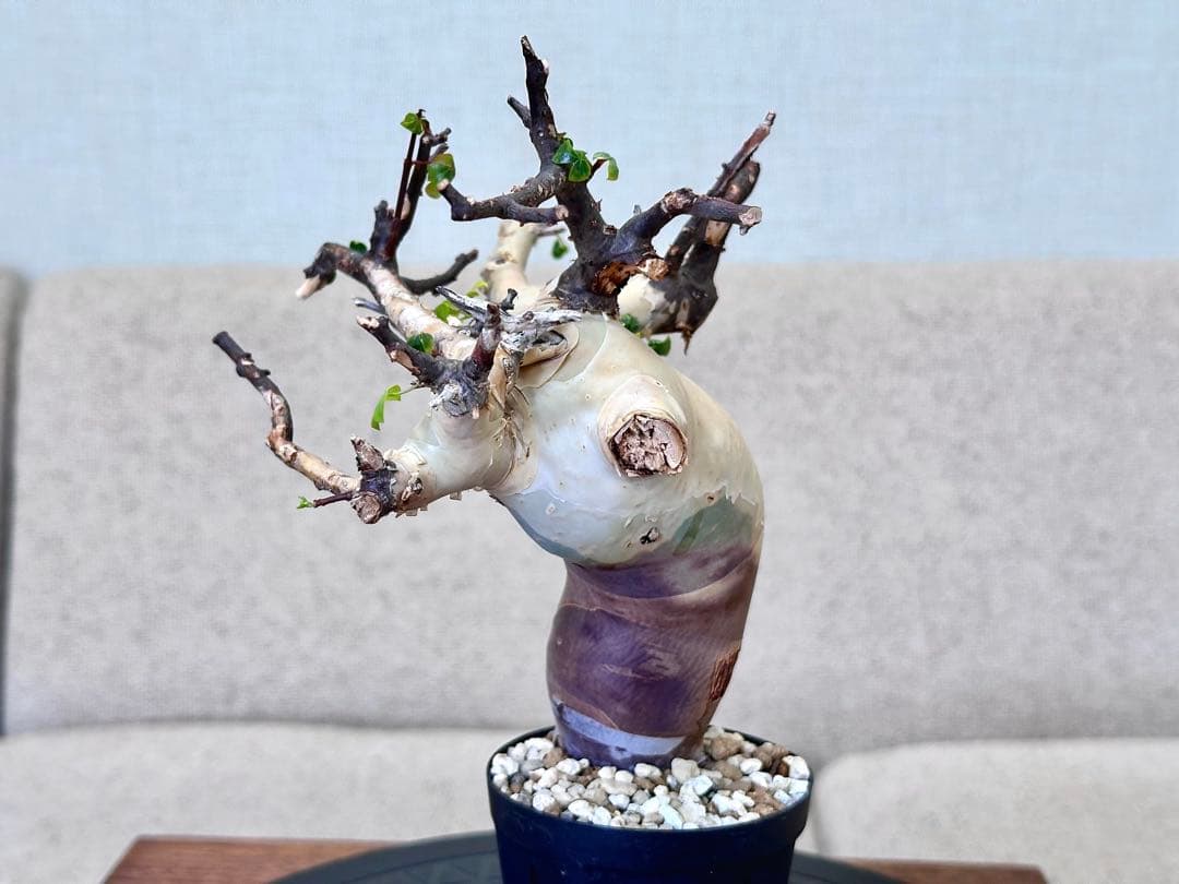 コミフォラ ピュアカタフ ソマリア産 コレクション 曲線美