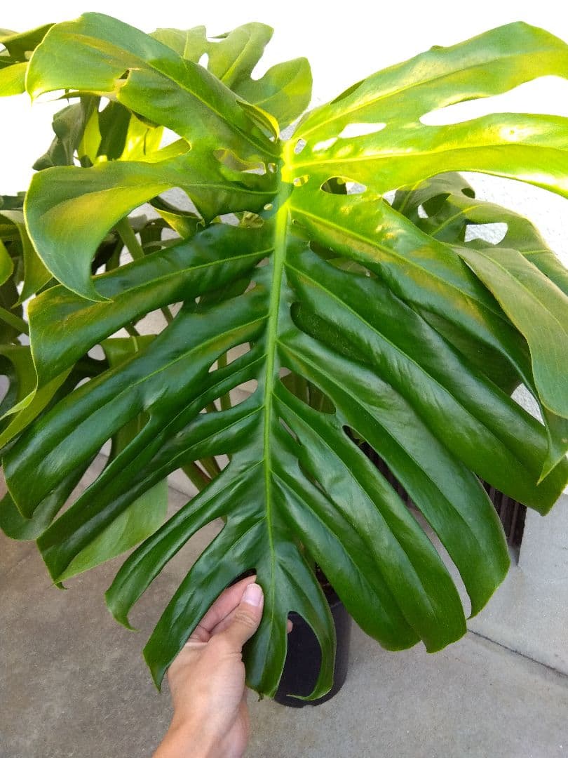 モンステラ　デリシオーサ　8号鉢つき　深穴開き❗2株植え❗　①