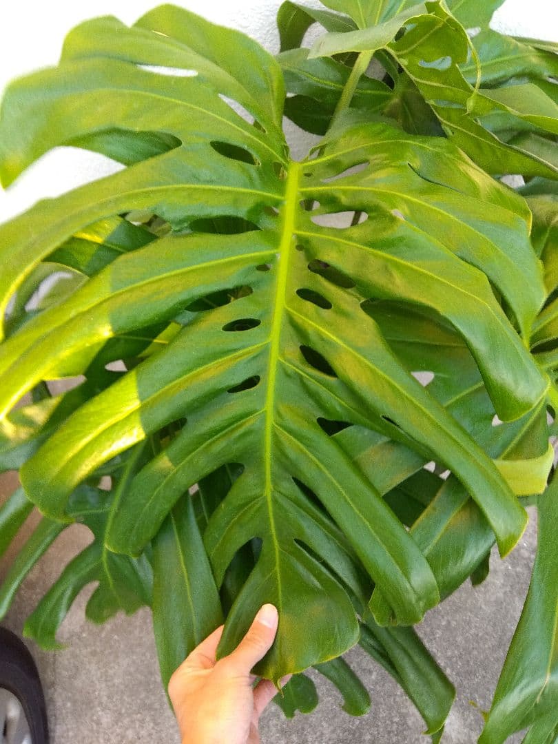 モンステラ　デリシオーサ　8号鉢つき　深穴開き❗2株植え❗　①