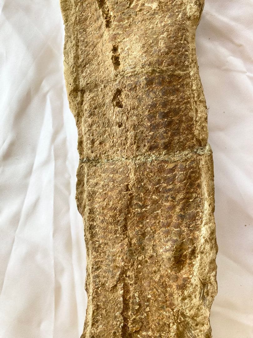 ブラジル産　魚の化石　重さ5kg 長さ62.3cm 幅14.7cm ②