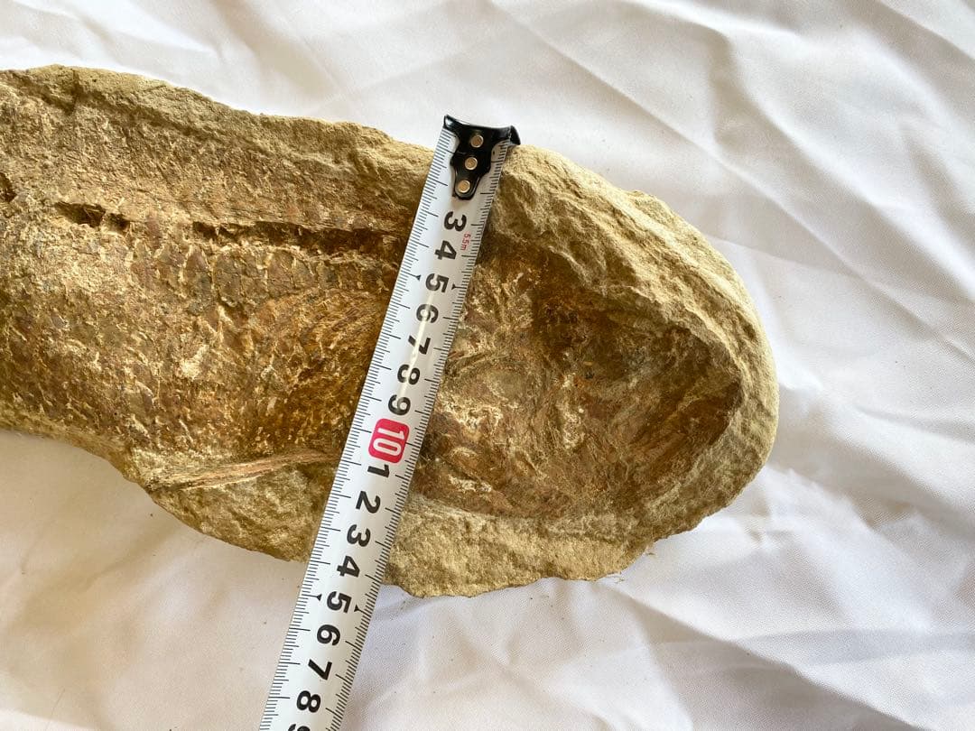 ブラジル産　魚の化石　重さ5kg 長さ62.3cm 幅14.7cm ②