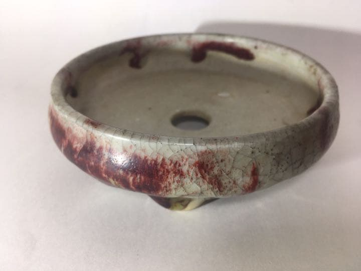 「菊池春陽」盆栽鉢