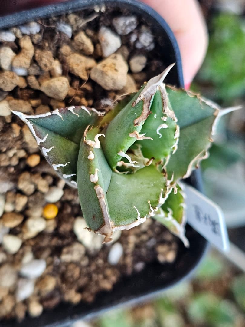 アガベ　チタノタ　満天星②TC ぶつぶつ 台湾産正規品 根付き苗 ブツブツ株