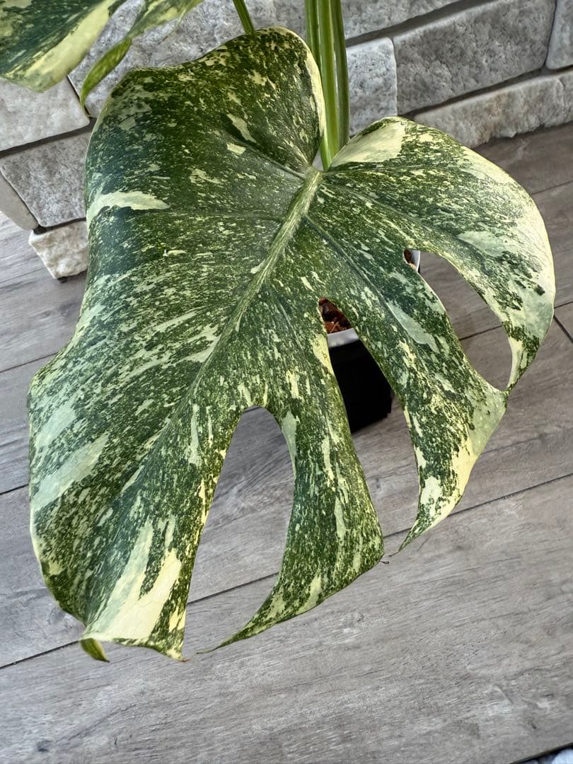 超希少な　モンステラ デリシオーサ ダイアモンド　レガシー　斑入り