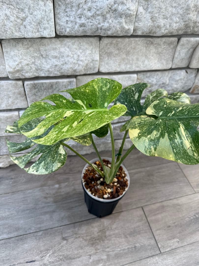 超希少な　モンステラ デリシオーサ ダイアモンド　レガシー　斑入り