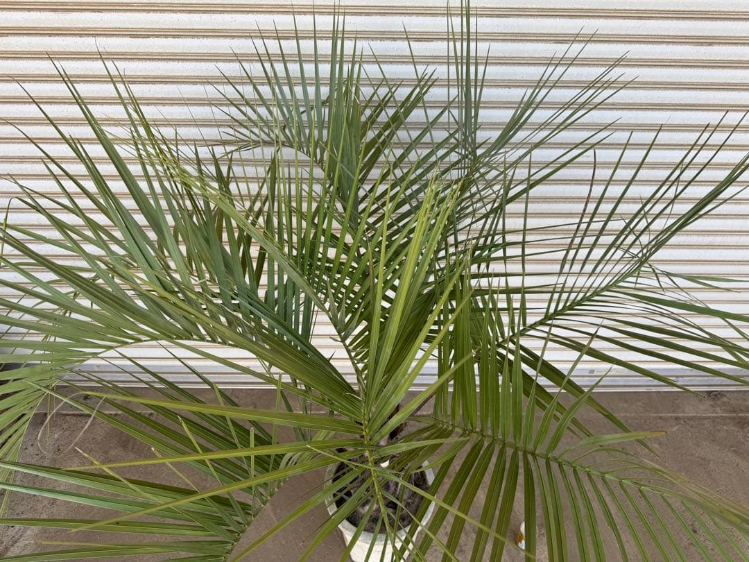 送料込み　ココスヤシ　形状良　幹太　鉢植え　庭木　シンボルツリー