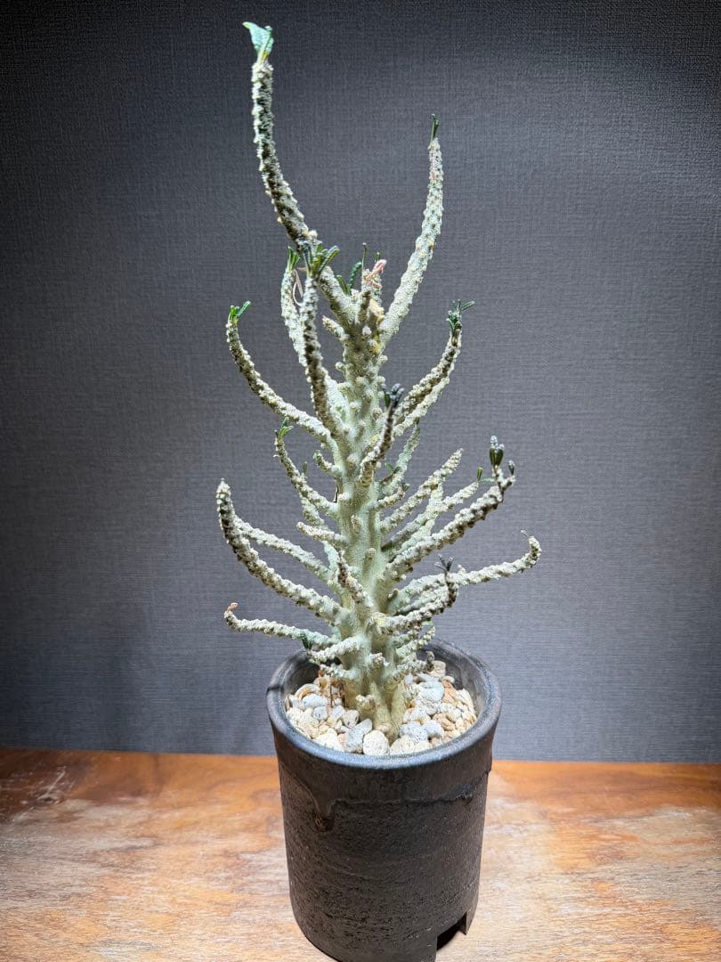 ドルステニア ギガス ブラータ 発根済み