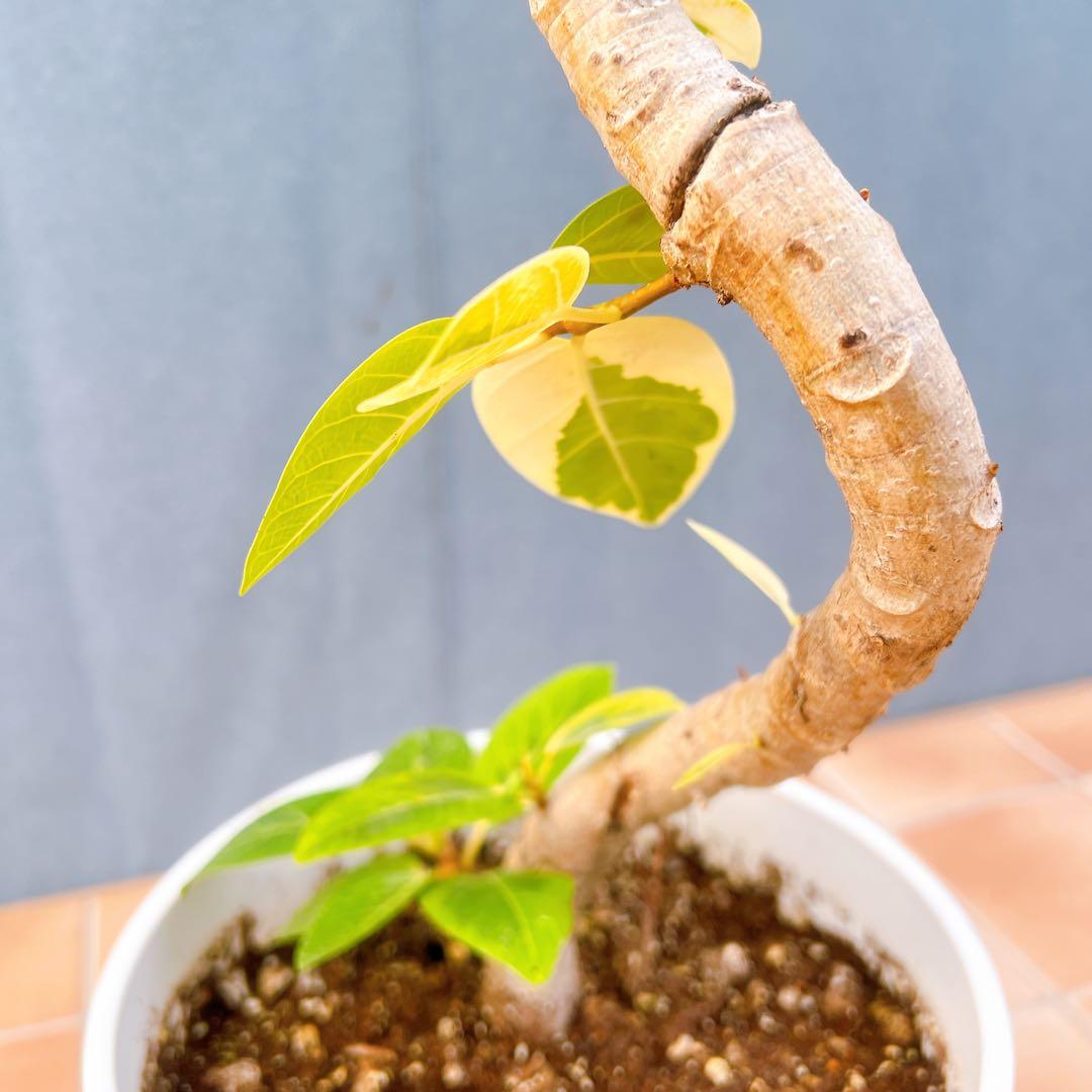 現品　フィカス　ゴムの木　アルテシマ　曲がり　12番　観葉植物　インテリア