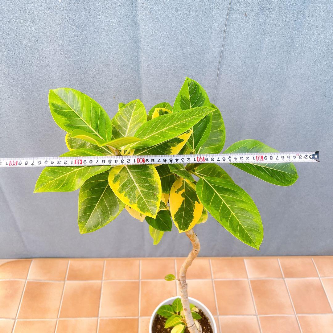 現品　フィカス　ゴムの木　アルテシマ　曲がり　12番　観葉植物　インテリア