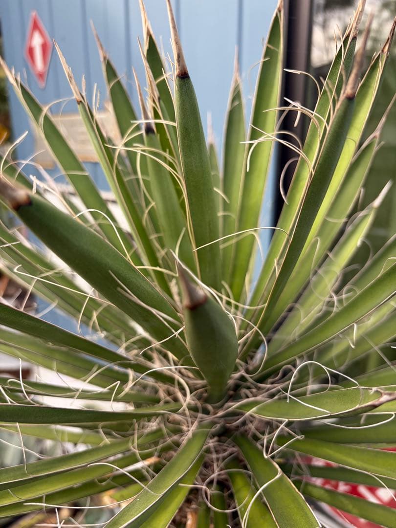 耐寒性ユッカ　フィリフェラ幹太大株◇南国ドライガーデン島アガベ多肉ヤシ　サボテン