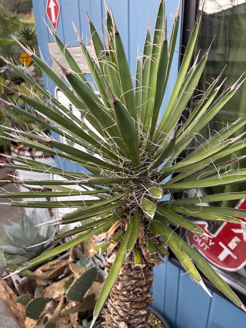 耐寒性ユッカ　フィリフェラ幹太大株◇南国ドライガーデン島アガベ多肉ヤシ　サボテン