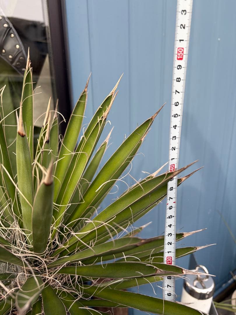 耐寒性ユッカ　フィリフェラ幹太大株◇南国ドライガーデン島アガベ多肉ヤシ　サボテン