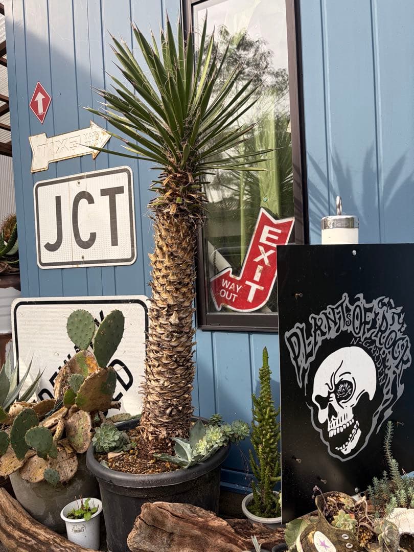 耐寒性ユッカ　フィリフェラ幹太大株◇南国ドライガーデン島アガベ多肉ヤシ　サボテン