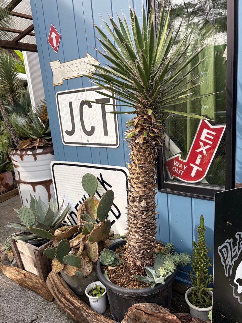 耐寒性ユッカ　フィリフェラ幹太大株◇南国ドライガーデン島アガベ多肉ヤシ　サボテン