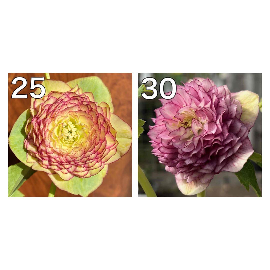 クリスマスローズ苗