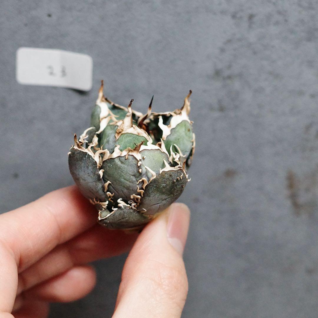 アガベ　チタノタ　オテロイ　背刺白鯨　超コンパクト　青白葉　裏棘　23