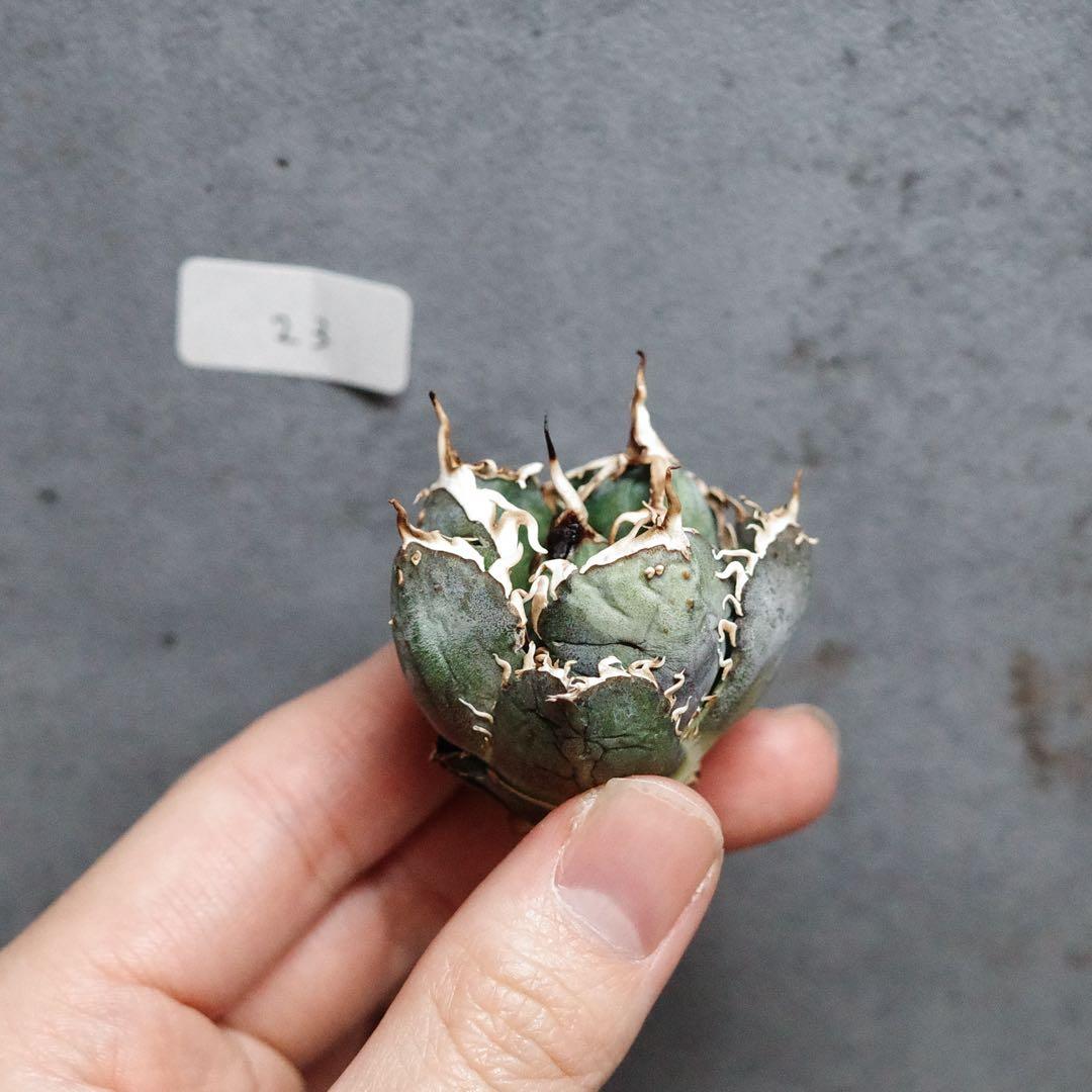 アガベ　チタノタ　オテロイ　背刺白鯨　超コンパクト　青白葉　裏棘　23