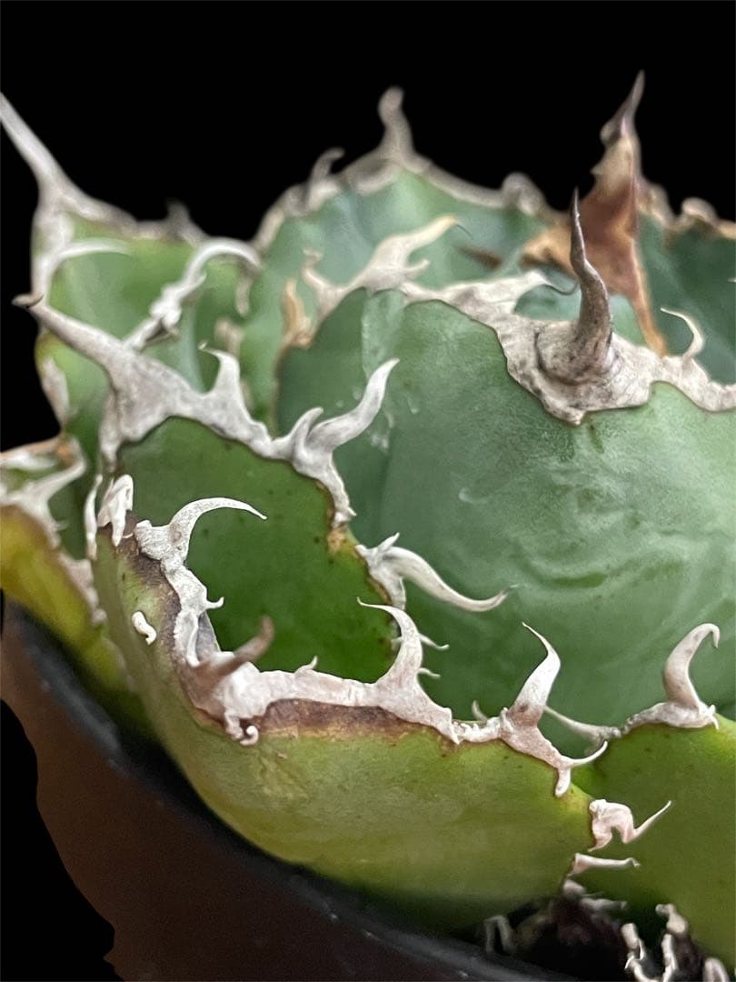 【台湾株】アガベ　チタノタ　白鯨　スパチタ　レア 強棘 OC株