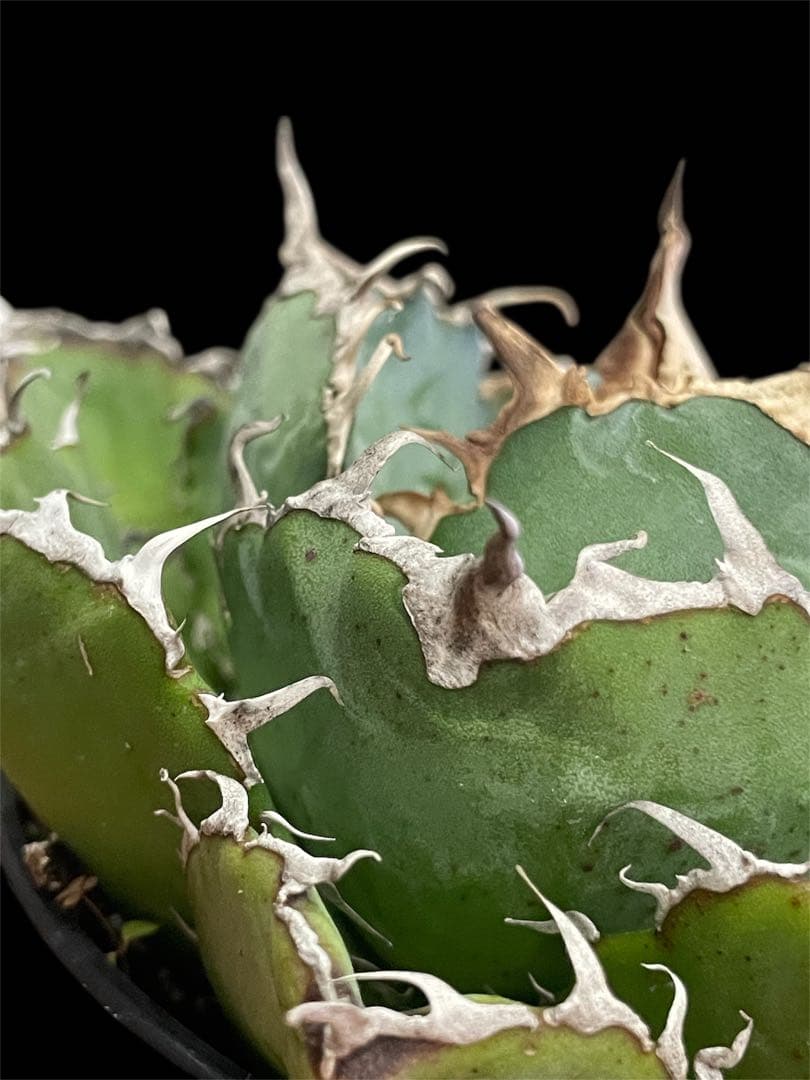 【台湾株】アガベ　チタノタ　白鯨　スパチタ　レア 強棘 OC株