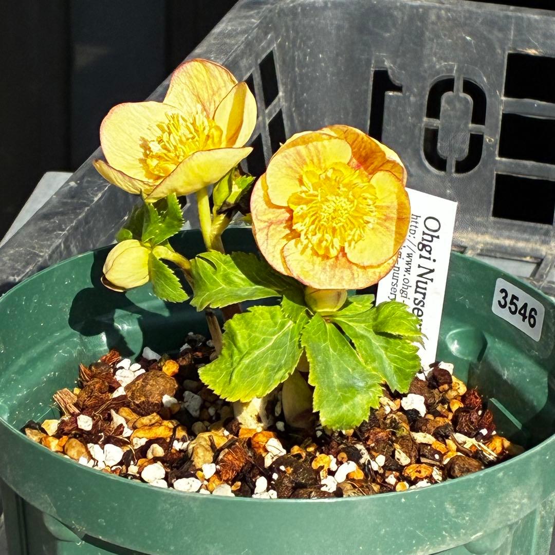 も*読様 546☘️蕾花タグ付☘️極上☘️SD⭐️蜃気楼⭐️小輪⭐️コロコロカッ