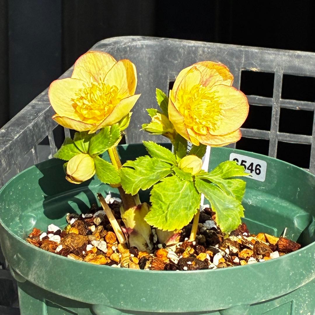 も*読様 546☘️蕾花タグ付☘️極上☘️SD⭐️蜃気楼⭐️小輪⭐️コロコロカッ